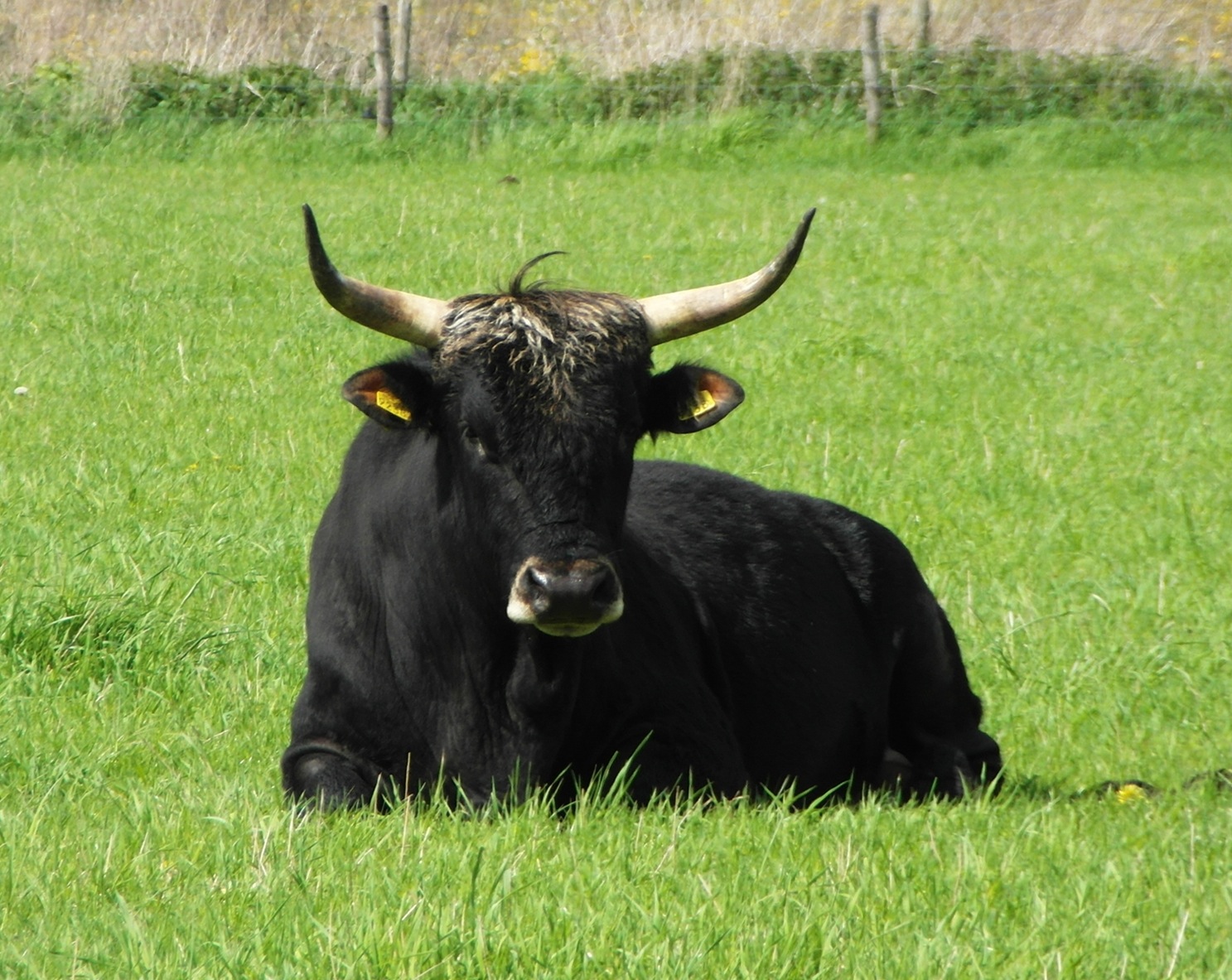 Byk tura w Holandii, wyhodowany w ramach programu "Tauros" mającego na celu odtworzenie tura. Henri Kerkdijk-Otten/Wikimedia, CC BY-SA