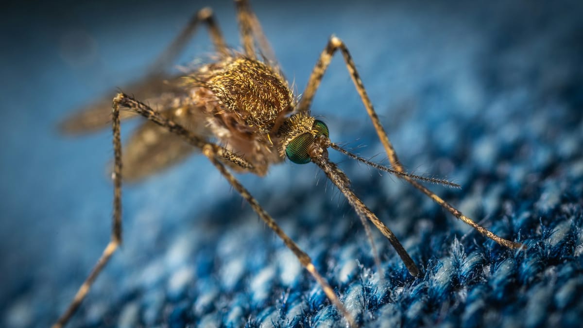 Dlaczego jedni ludzie są magnesami na komary, a inni nie mają z tym problemu? Entomolog medyczny wskazuje na metabolizm, zapach ciała i sposób myślenia